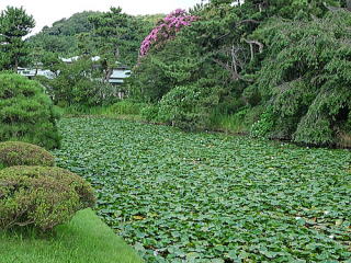 睡蓮池