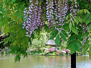 フジの花