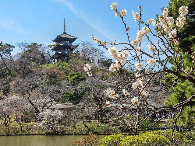 ウメと三重塔