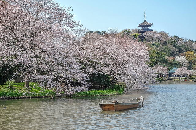 大池（サクラ）