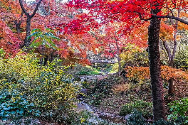 初音茶屋付近の渓流（紅葉）