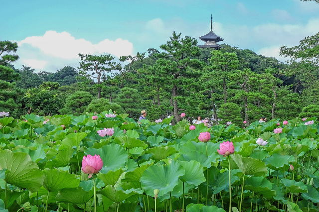 蓮池と三重塔