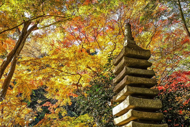 三渓園の紅葉