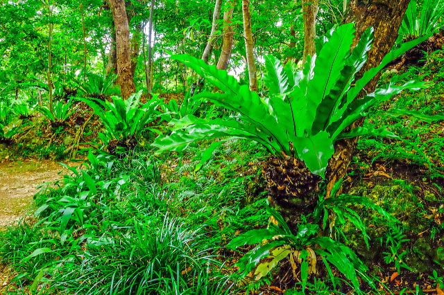 ガラサームイ付近の植栽