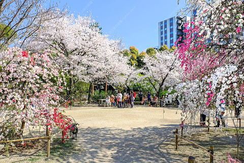 芝生広場のサクラやモモ