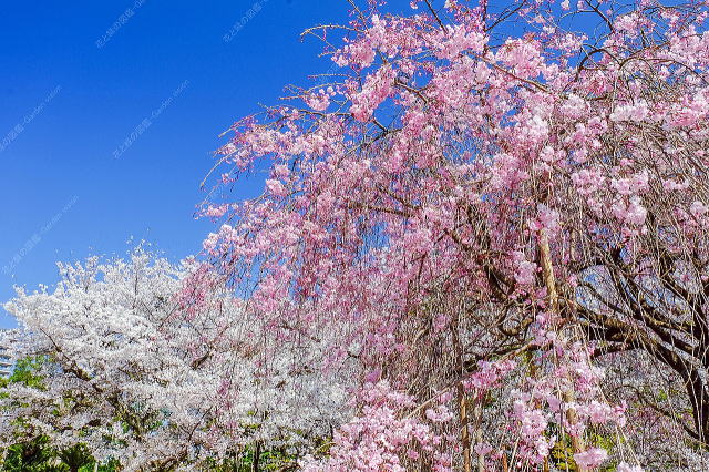 芝生広場のシダレサクラ