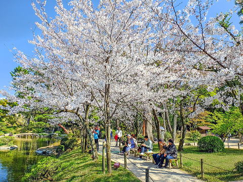 桜花巷