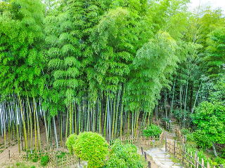竹林