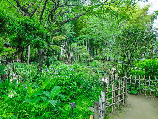 薬草園