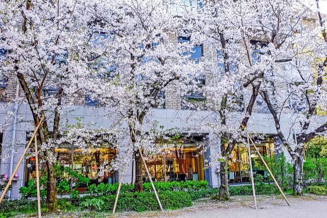 美術館前芝生広場のサクラ