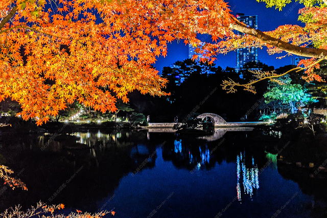 ライトアップ（紅葉）