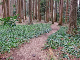 林の小路