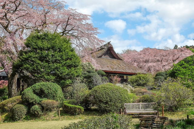 母屋としだれ桜