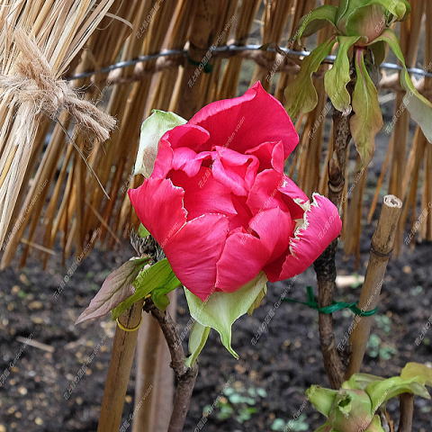 �����O�i�ː슦�j