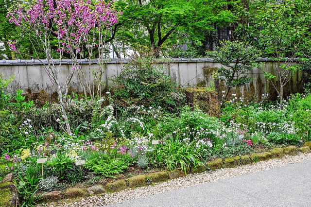 �G�߂̑��Ԃ�Ԗ�