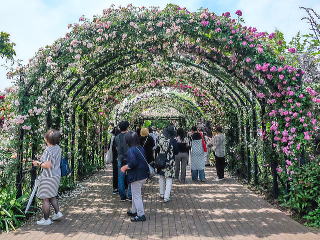 バラのアーチの混雑