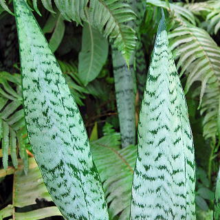 TZxA