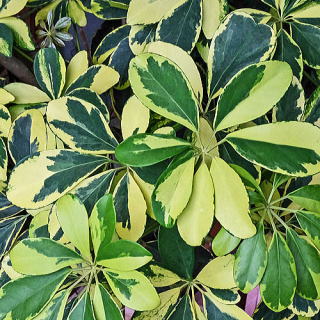 VFt̔