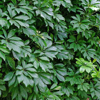 VFt