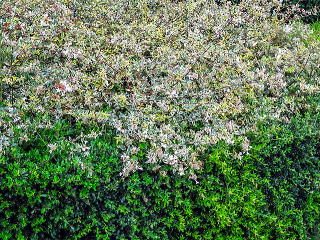 自然樹形のアベリアと生垣を合わせた例