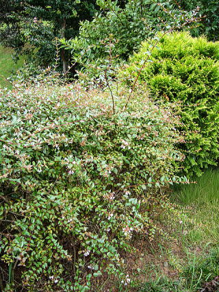 境裁として刈込物を植栽した例