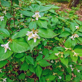 ツクバネウツギ