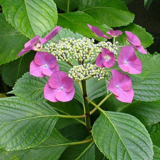 AWTCinChWAj