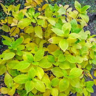 �A�W�T�C�̉��t