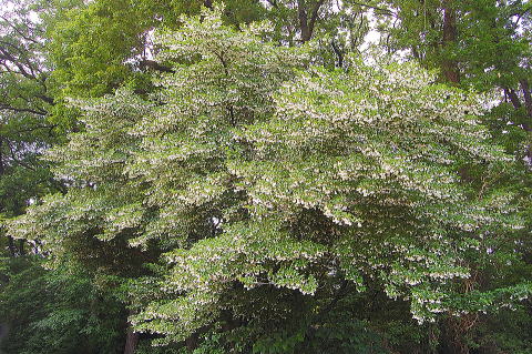 エゴノキの自然樹形