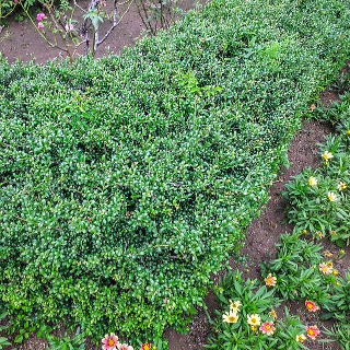 マメツゲを境裁に利用した植栽例