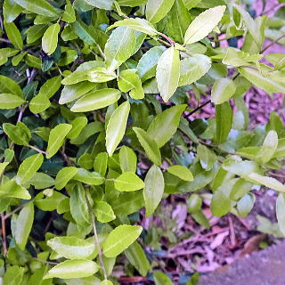 ゴールデンジェム