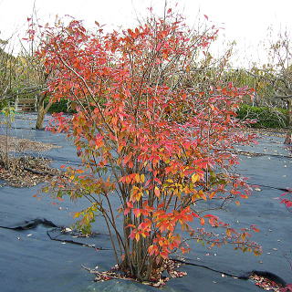 �u���[�x���[�̍g�t