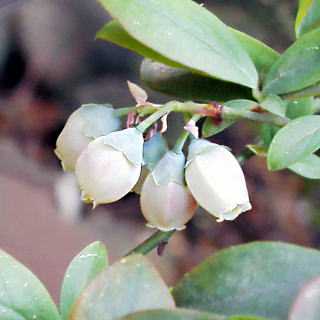 �u���[�x���[�̉�