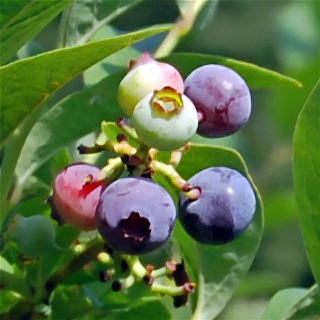 �u���[�x���[�̎�