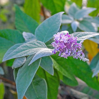 ウラジロフジウツギ