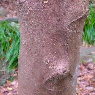 �n�}�q�T�J�L�̎���