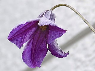 GIXe