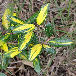 ���C�����C�g