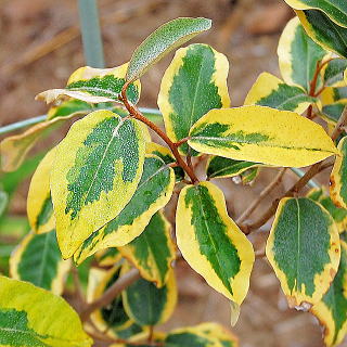 �M���h�G�b�W