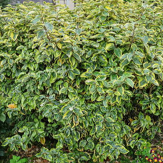 �M���h�G�b�W