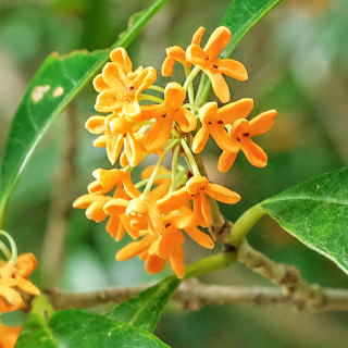 �L�����N�Z�C�̉Ԃ̃A�b�v