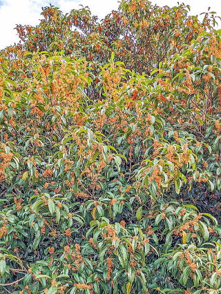 �ԕt���̗ǂ��L�����N�Z�C