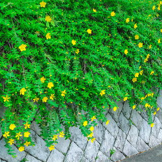 ���ꉺ����悤�ɐA�͂�����