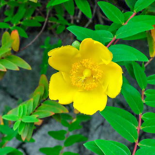 �q�y���J���E�q�h�R�[�g