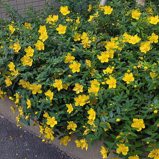 �}���V�����̐A�����݂ɐA�͂�����