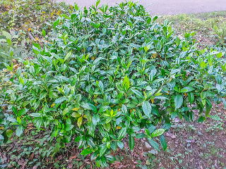 ������̎d���ĕ�