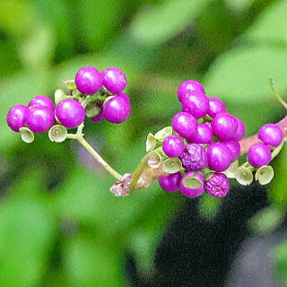 コムラサキの実