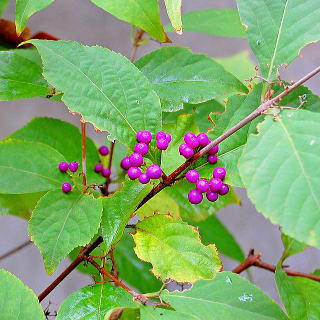 ムラサキシキブ