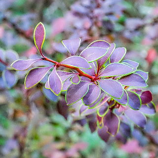 ゴールデンリング