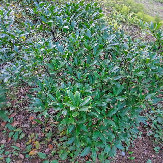 ジンチョウゲの自然樹形